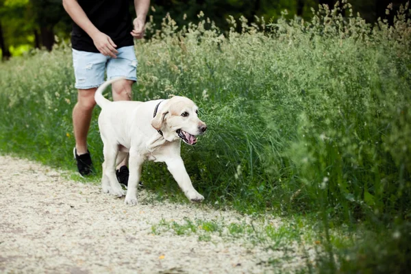 Beautiful dog for a walk in the park runs — Stock Photo, Image