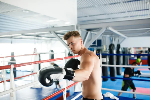 Action boxer gloves in training attitude — Stock Photo, Image