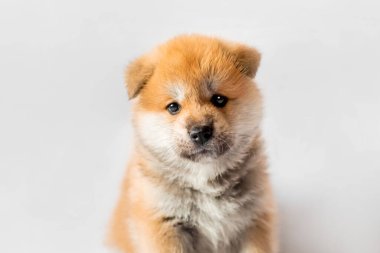 Akita Inu yavruları. Güzel kırmızı köpek yavruları. Evcil köpek..