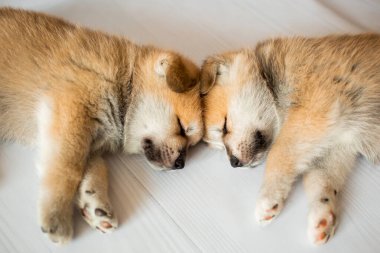 Akita Inu yavruları. Güzel kırmızı köpek yavruları. Evcil köpek..