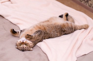 İskoç Fold kedi, kahverengi tabby yalancı göbek kadar sırtında.