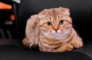 İskoç Fold kedi tekir siyah bir zemin üzerine.