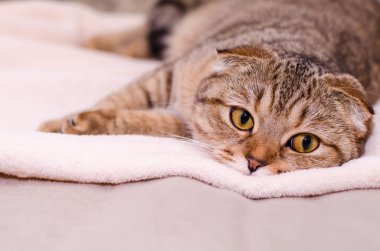 İskoç Fold kedi tekir.