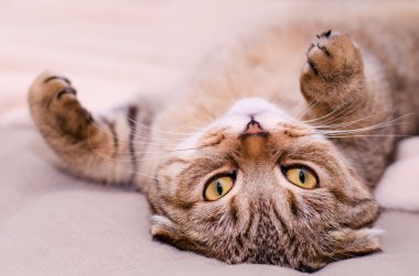 İskoç Fold kedi, kahverengi tabby yalancı göbek kadar sırtında.