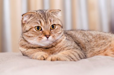 İskoç Fold kedi tekir.