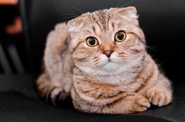 İskoç Fold kedi tekir siyah bir zemin üzerine.