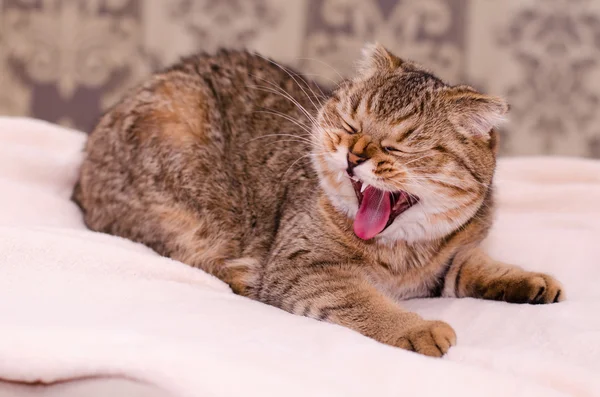 Escocês Dobre gato tabby bocejo . — Fotografia de Stock