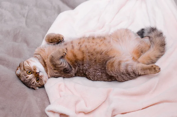 Scottish Fold cat, brown tabby lying belly up on its back. — Stock Photo, Image