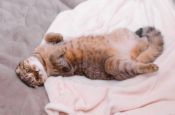 İskoç Fold kedi, kahverengi tabby yalancı göbek kadar sırtında.
