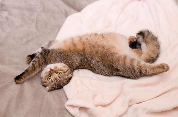 Scottish Fold chat, brun tabby couché ventre sur le dos . — Photo