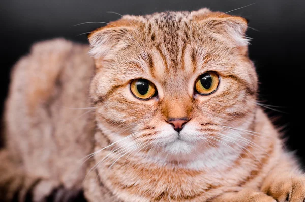 İskoç Fold kedi tekir siyah bir zemin üzerine.