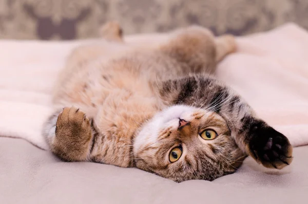 İskoç Fold kedi, kahverengi tabby yalancı göbek kadar sırtında.