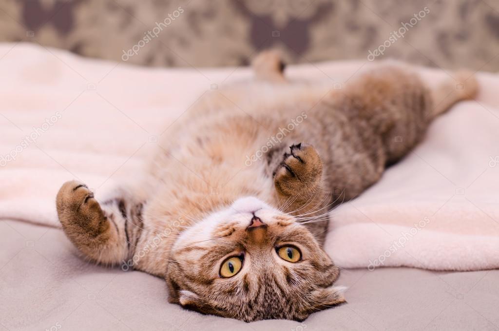 Scottish Fold Chat Brun Tabby Couche Ventre Sur Le Dos Image Libre De Droit Par Olgamaer C 0890