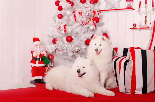 Samoyed köpek Noel dekorasyonu yakınındaki. Beyaz tüylü köpek.