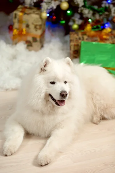 Samojed pes poblíž Vánoční dekorace. Bílý nadýchaný pes. — Stock fotografie