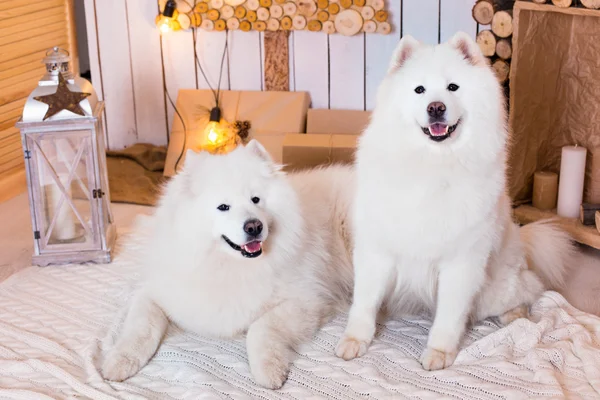 Samoyed cane vicino decorazione natalizia. Bianco soffice cane . — Foto Stock