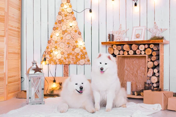 Samoyed köpek Noel dekorasyonu yakınındaki. Beyaz tüylü köpek.