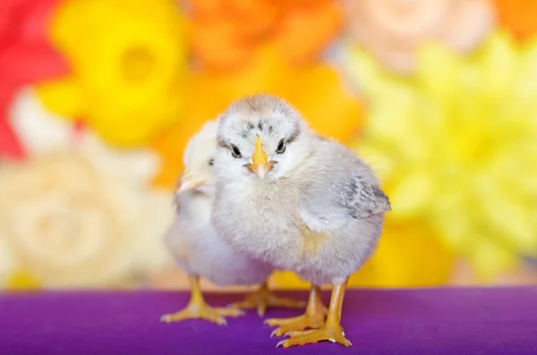 Two little chicken on a bright background. — Stock Photo, Image
