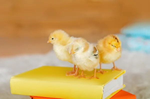 Τρεις μικρό κοτόπουλο σε φωτεινό φόντο — Φωτογραφία Αρχείου