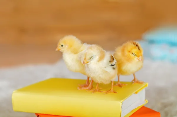 Três frango pequeno em um fundo brilhante — Fotografia de Stock