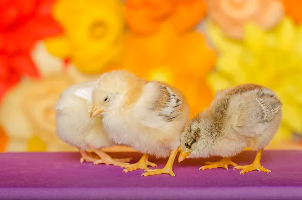 Τρεις μικρό κοτόπουλο σε φωτεινό φόντο. — Φωτογραφία Αρχείου