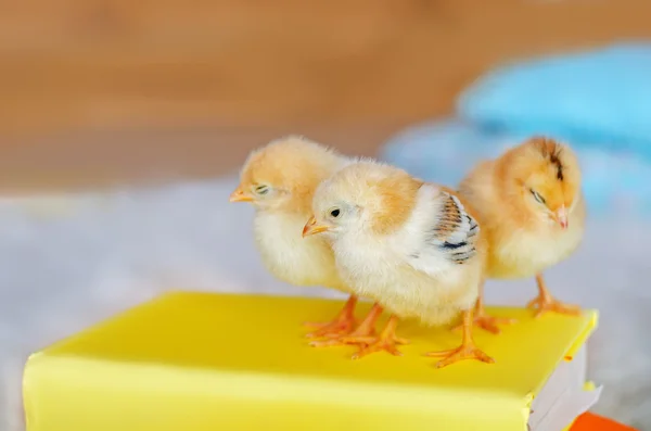 Three little chicken on a bright background. — Stock Photo, Image