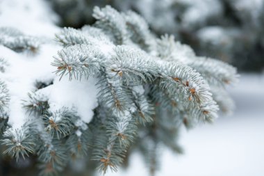 Kış Frost'un üzerinde Ladin Noel ağacı yakın çekim. Sığ derinliği alan.