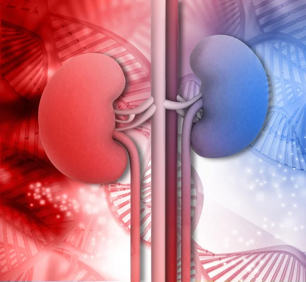 Human kidney with DNA — Stock Photo, Image