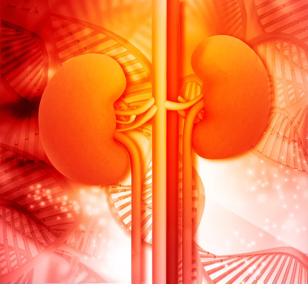 Human kidney with DNA — Stock Photo, Image