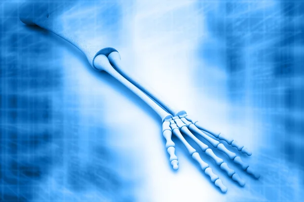 Arm skeleton — Stock Photo, Image