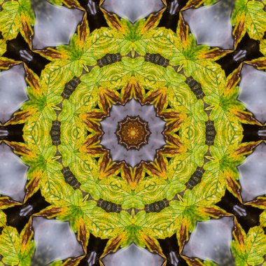 Renkli çiçek Dürbünü duvar kağıdı