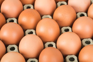 Taze yumurta tavukları