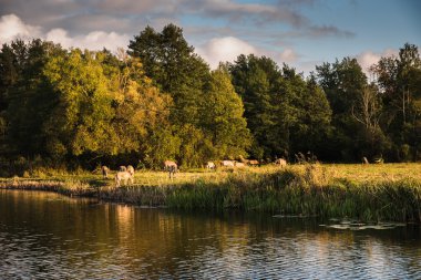 Nehir Biebrza, Podlasie-Polonya