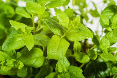 Taze nane çiy ile serpilir.