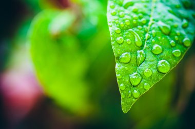 Defne yaprağı yağmur boncuklu