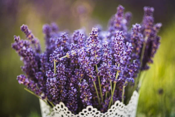 Campo di lavanda, Polonia . — Foto Stock