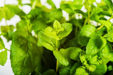 Taze nane çiy ile serpilir.