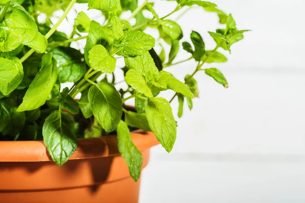 Fresh mint sprinkled with dew. — Stock Photo, Image