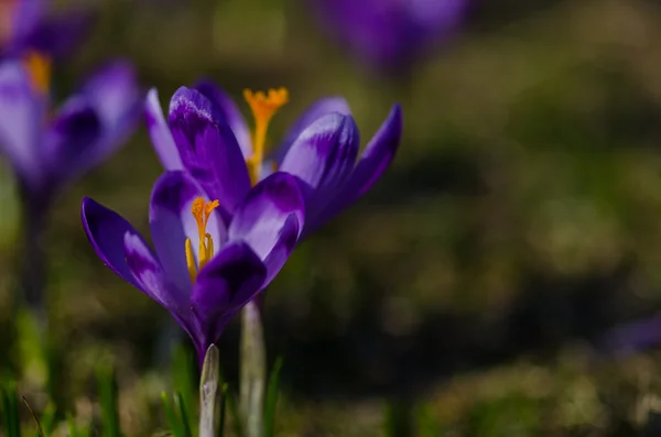 Crocuses in the Valley Chocholowska. — Stock Photo, Image