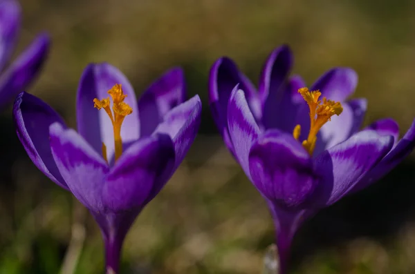 Crocuses in the Valley Chocholowska. — Stock Photo, Image