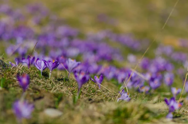 Crocuses in the Valley Chocholowska. — Stock Photo, Image