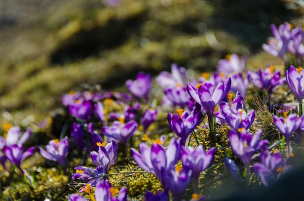 Crocuses in the Valley Chocholowska. — Stock Photo, Image