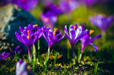 çiğdemler Vadisi chocholowska içinde.