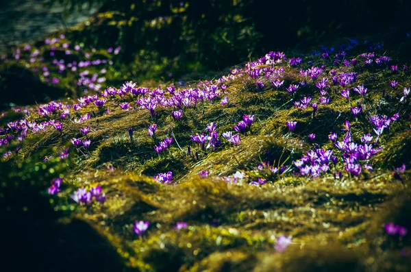 Crocuses in the Valley Chocholowska. — Stock Photo, Image