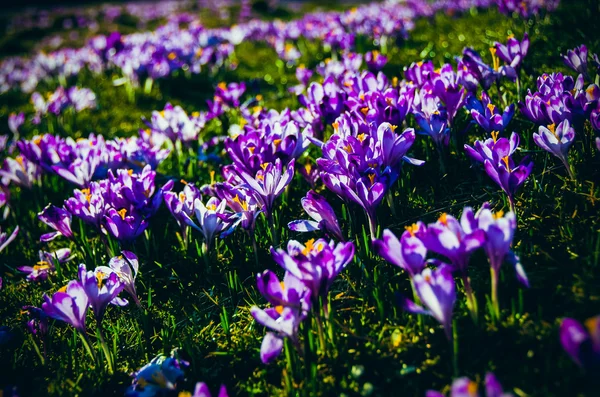 Crocuses in the Valley Chocholowska. — Stock Photo, Image