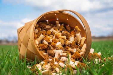 Taze toplanmış bahar mantarları. Gurme mantarlı sepet..