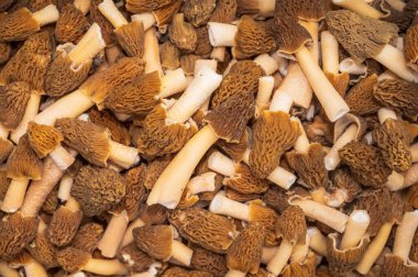 Yeşil çimenlikteki morellerden.