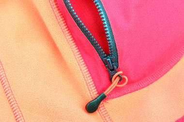 Carpocoris purpureipennis makro.