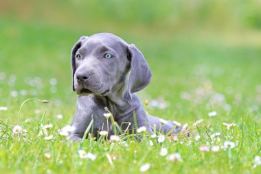 Genç kadın weimaraner dışında dinlenme