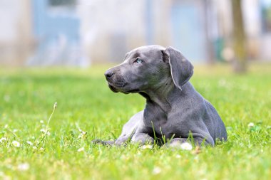 Genç kadın weimaraner dışında dinlenme.